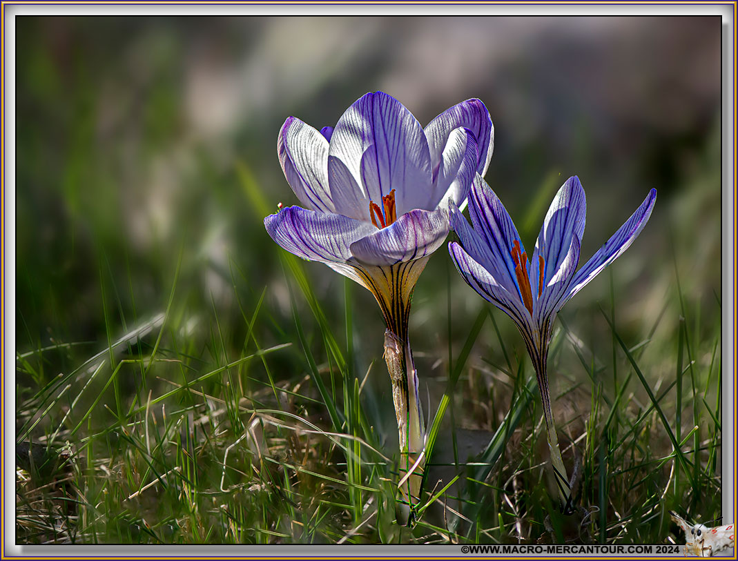Crocus versicolor